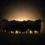 The Herd