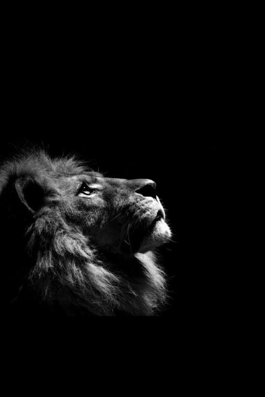 什么是 The Lion(LION)