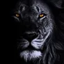 The Lion