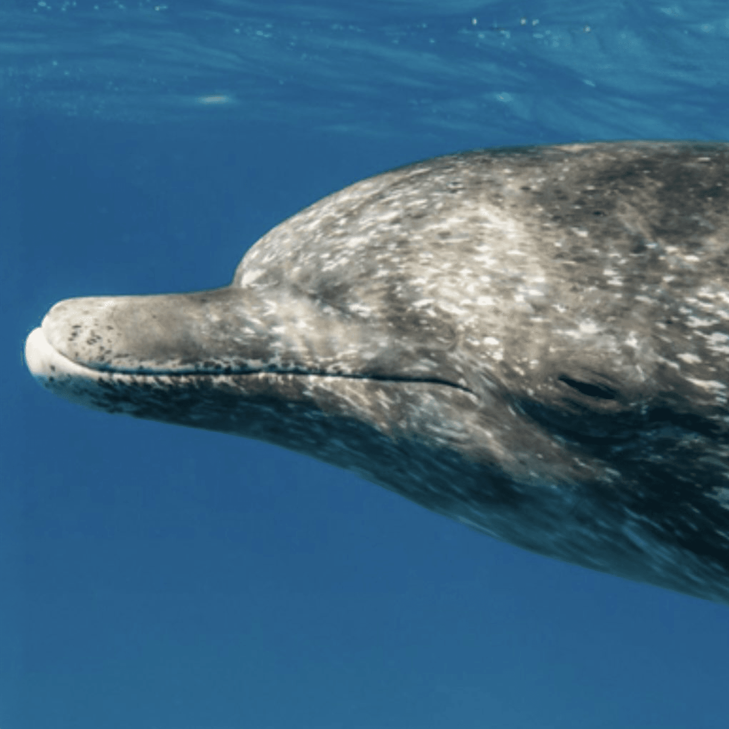 Previsione del prezzo di The Lost Dolphin (MICHAEL)