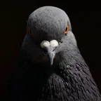 The Pigeon (Pigeon) converter and calculator