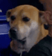 Was ist The Sidelined Dog(Jonah)