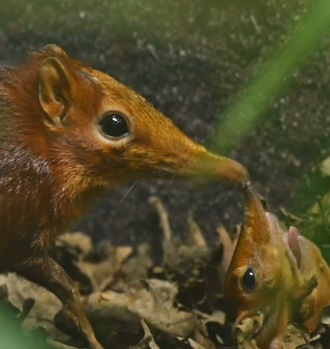 Was ist The Snootlets(Snootlets)