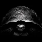 Конвертер и калькулятор the tortoise (tortoise)