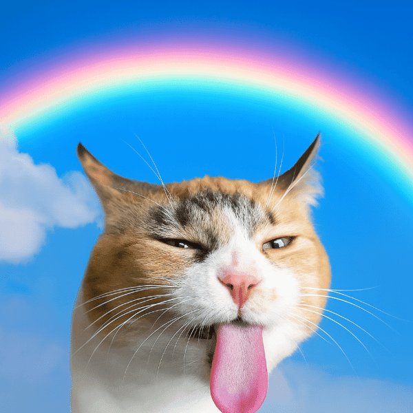 Cena The Unstable Cat