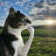 What is Thinking Cat(HMM)