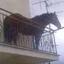 turbo YEAR  of  Horse cu