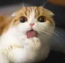 Prezzo di Waffles The Cat