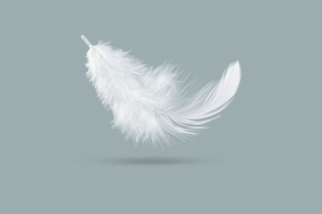 White Feather Movement (Feather) qanday sotiladi