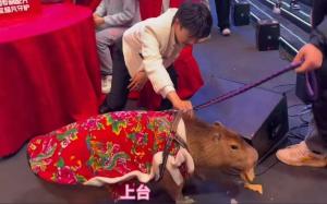 ¿Qué es 卡皮巴拉(塔塔)?