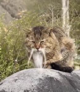 Prezzo di 哈基仙人