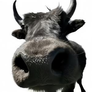 Czym jest 哞哞哞(哞哞哞)