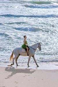 What is 我踏马来了(我踏马来了)