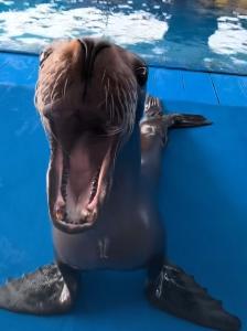 O que é 瑞吉(瑞吉)