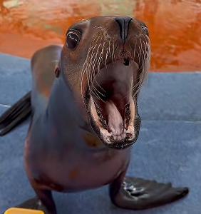 什麼是 茄子(茄子)