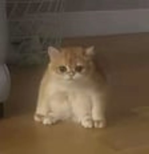 Как продать 蛙猫 (tofu)