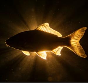 Czym jest 风浪越大 鱼越贵(鱼)