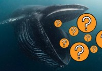 Sezon „wyprzedaży” na rynku – co zgromadziły wieloryby?