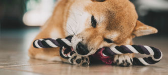 Shiba Inu Kurs: Große Investoren setzen auf Kurssprung