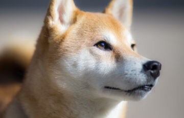 シバイヌのShibarium、2週間のサービス停止へ