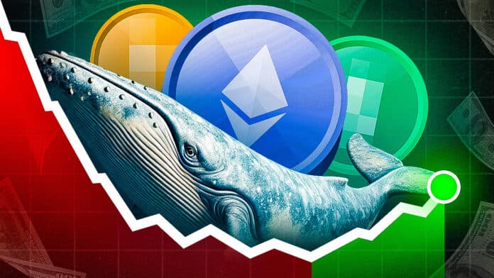 Marktforschung zeigt: Während die Kurse fallen, legen Krypto-Wale den Fokus auf 4 bestimmte Coins – und kaufen ohne Ende image 0