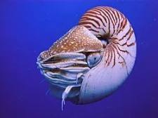 Nautilus 正式发布:为 Sui 带来可验证的链下隐私计算 image 2