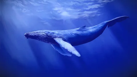 Bitcoin Whales Buy the Dip, Signaling Potential Bullish Momentum