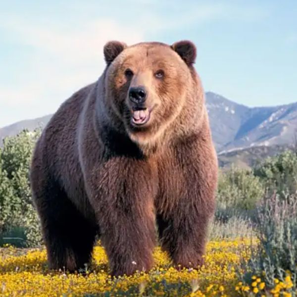 Bitcoin Falls Below the 100,000 Mark: Turning Point Between Bull and Bear Markets?