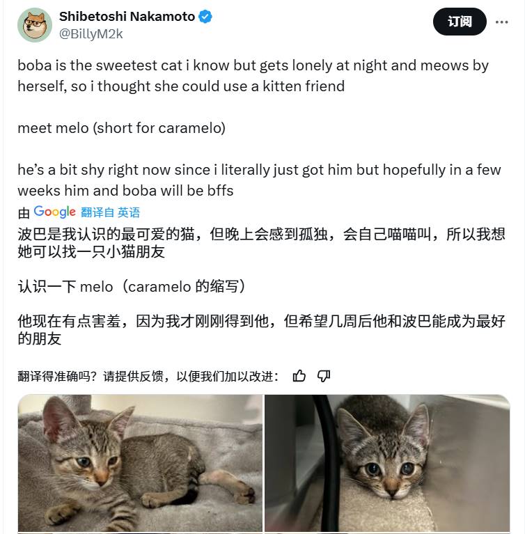 Meme热潮持续：魔性狗子 + 可爱小猫，半天之内再现千倍涨幅？ image 4