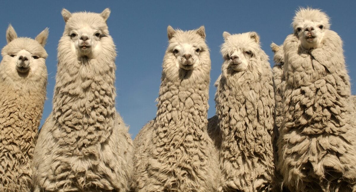 Alpacas: The Bitcoin (BTC) Mascot that Helped Bring Recognition to Cryptocurrency image 1