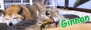 Ginnan The Cat Price Prediction: GINNAN Plunges 9% As Investors Flock To This P2E DOGE For 100X Gains