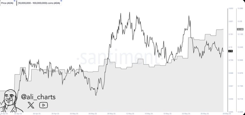 Can Cardano Price Rally Amid Whale Accumulation and eToro ADA Relisting? image 0