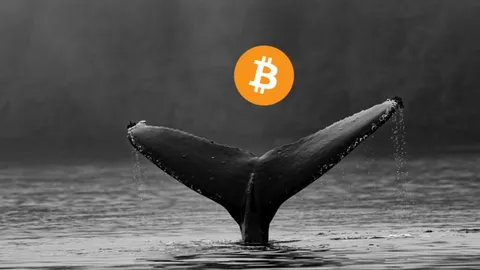 Bitcoin Whales Are Accumulating at Unprecedented Levels, Says CryptoQuant CEO