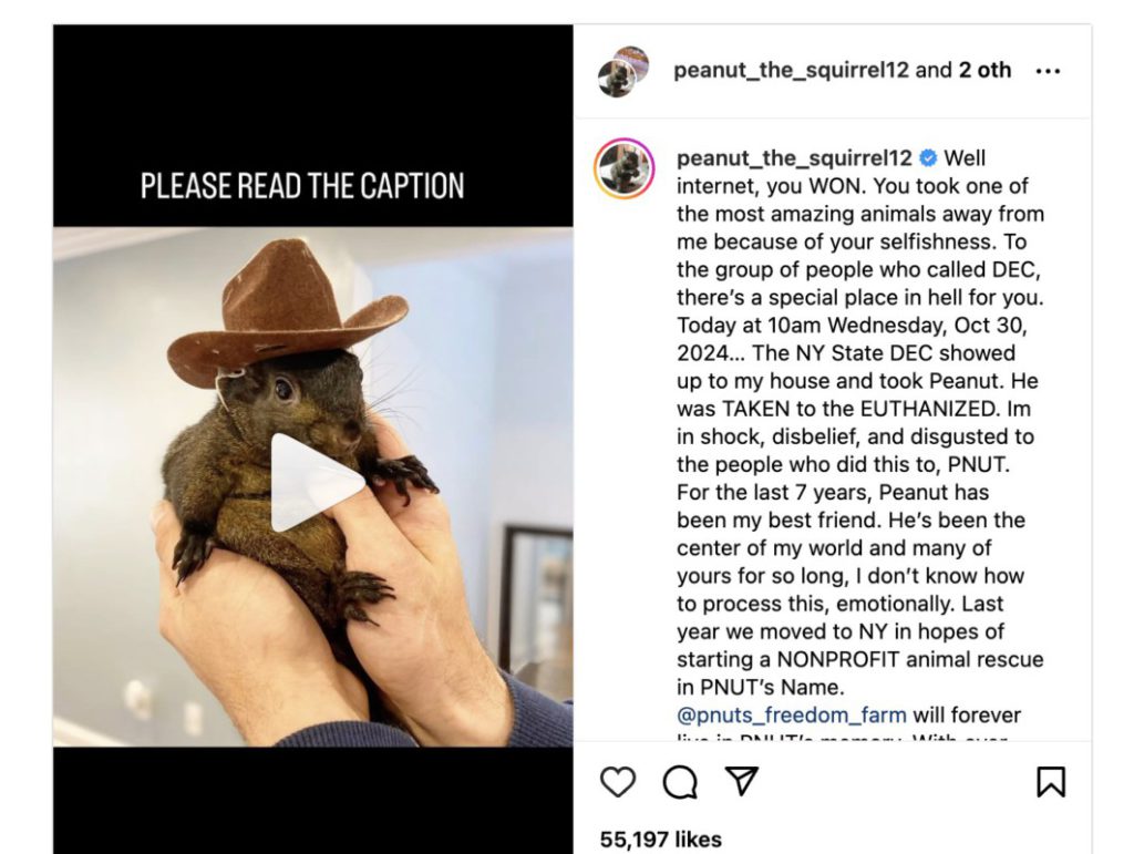 PNUT Crypto: Cerita Awal Mula Peanut the Squirrel hingga Keterlibatan Elon Musk! image 0