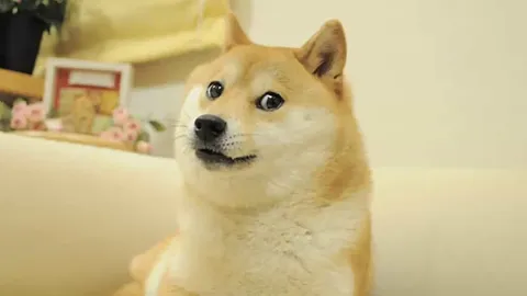 Bitwise запускає Dogecoin ETF на NYSE: «Всупереч усім шансам, він зберіг свою актуальність»