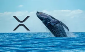 XRP token whales accumulate more tokens amid market price drop