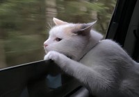 全球市场同步暴跌：谁是真正的幕后推手