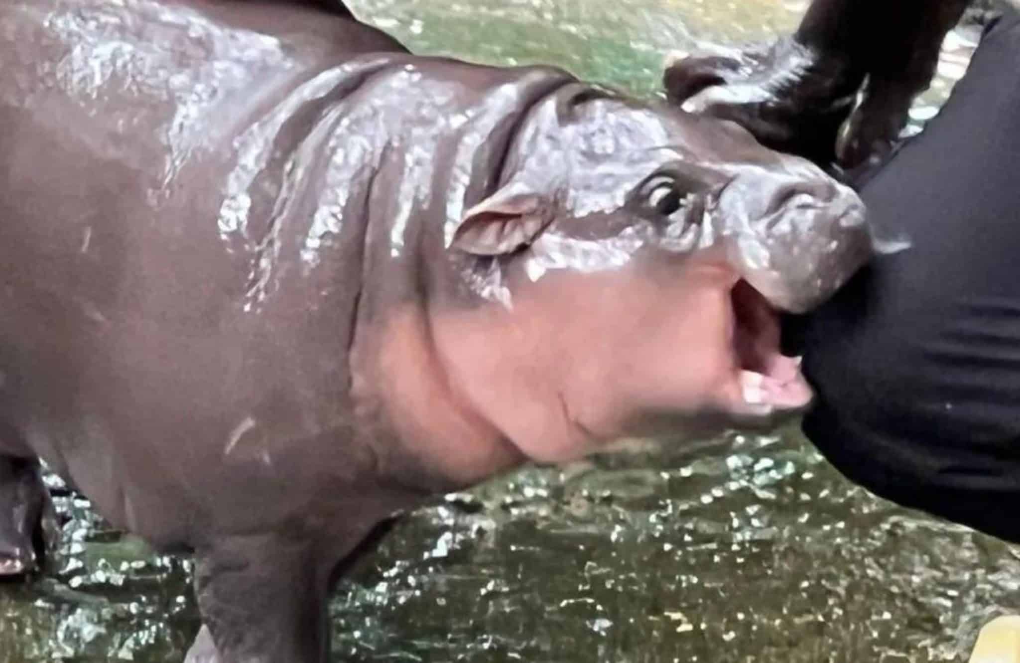 Will The Hippo Narrative Last: Moo Deng Price Slips Rapidly image 0