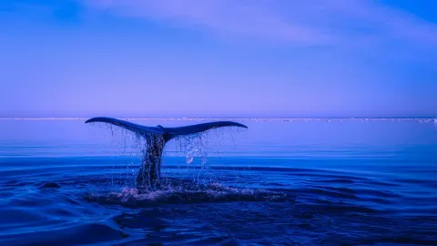 Info Finance prototipo: ¿Cómo puede el mercado de predicción evolucionar de “apostar por el futuro” a “influir en el futuro”?