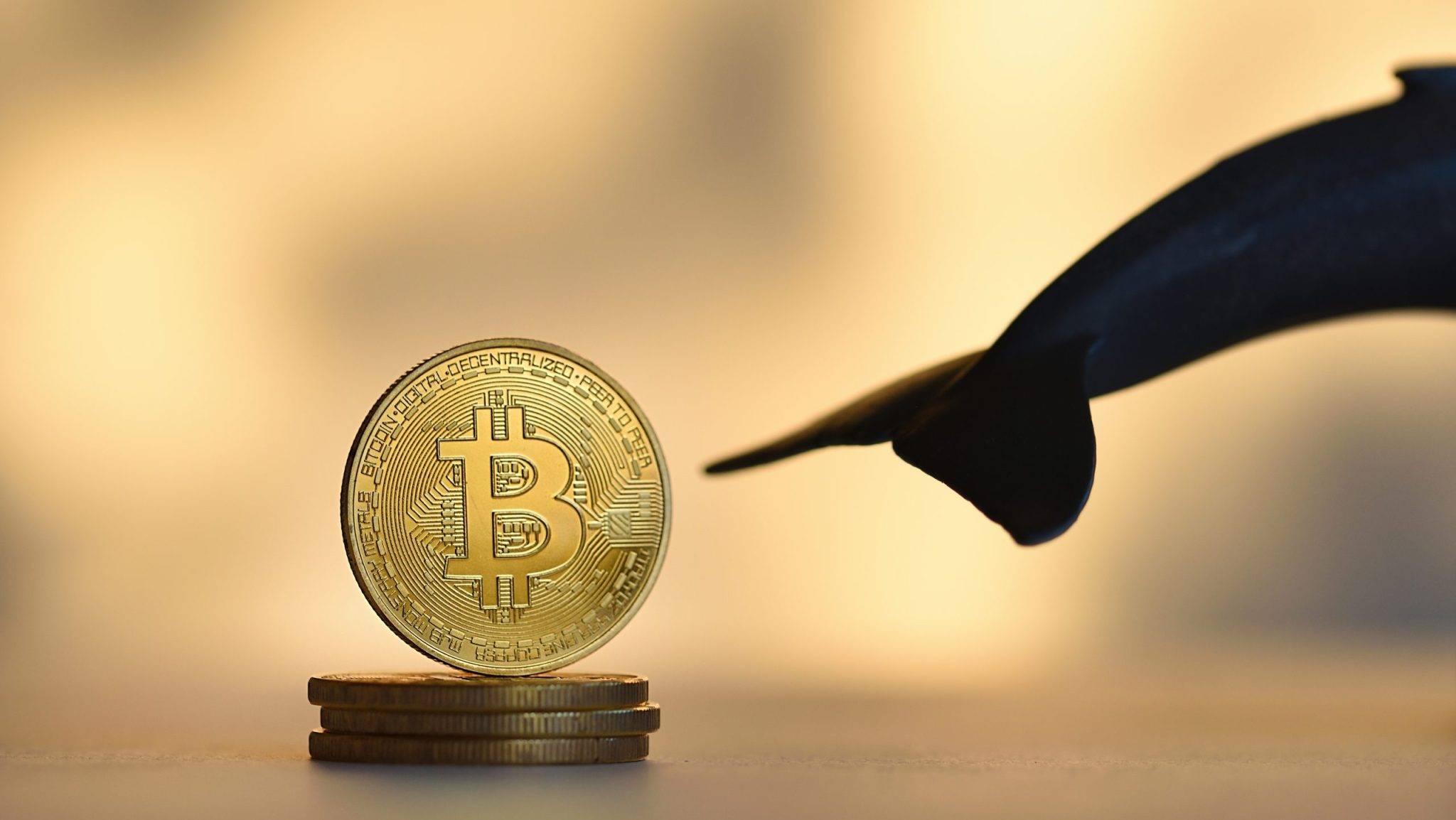 Gần 560 triệu USD bị thanh lý sau cú xả hàng của cá voi Bitcoin image 0
