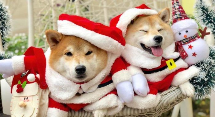 Shiba Inu developers will reward stakers with prizes up to $500