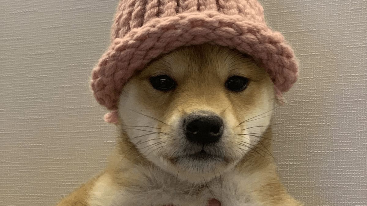 Dogwifhat original pink beanie sells to memecoin launchpad founder for $800K — far less than $4.3M iconic photo NFT sale image 0