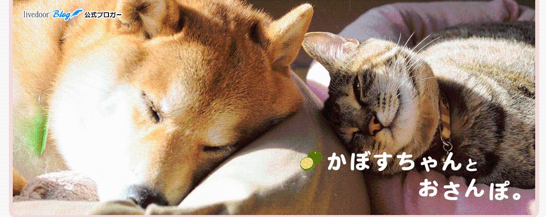 New Post on Kabuso Blog: The Dog Behind Neiro Crypto image 1