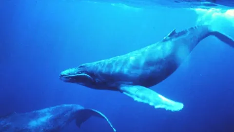 Bitcoin whales are accumulating at their fastest rate since April 2023: CryptoQuant