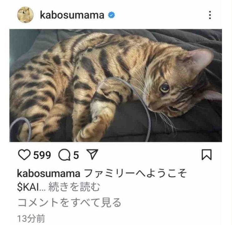 Instagram of Dogecoin Mascot Kabosu Hacked to Promote Rug Pull image 1