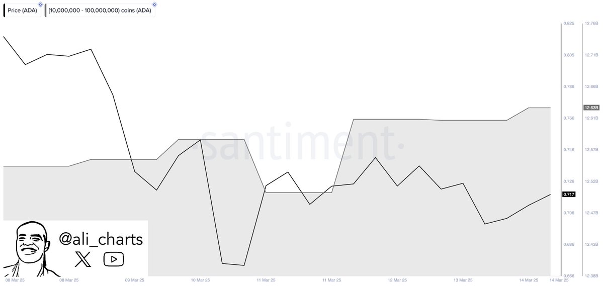 Cá voi Cardano (ADA) mua 130 triệu token, sắp tăng giá? image 0