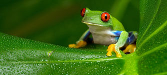 Pepe Coin Kurssturz und der 7,1 Milliarden Dollar Wipeout erklärt