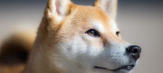 Shiba Inu Preis: Steigende Verbrennungsrate trotz Whale-Verkäufen?