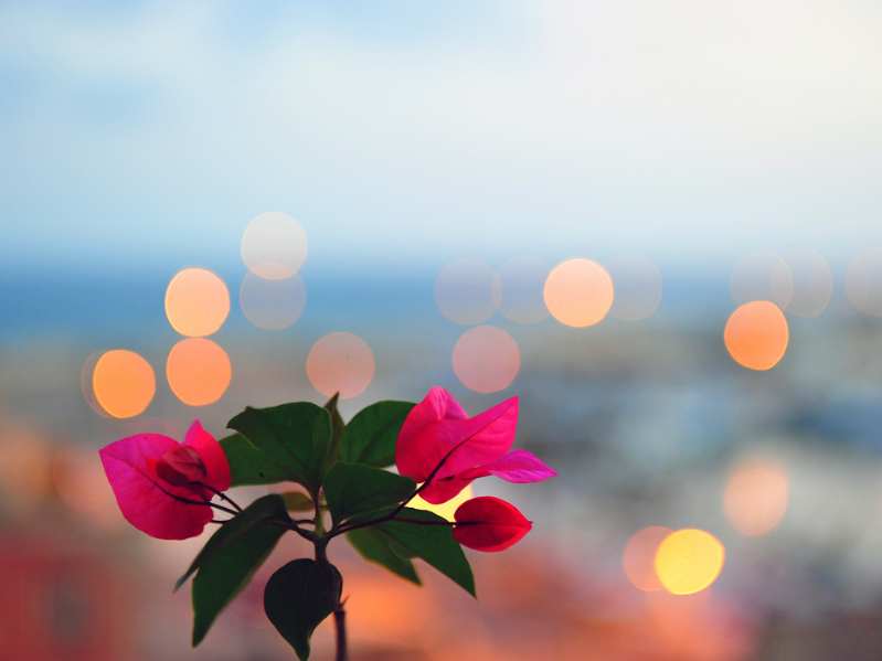 存储涨价惩罚PC市场，为何唯独放过了苹果(AAPL.US)与联想(00992)？