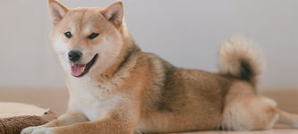 Shiba Inu Kursanalyse: Rückgang bei Adressen, MVRV und Wal-Transaktionen